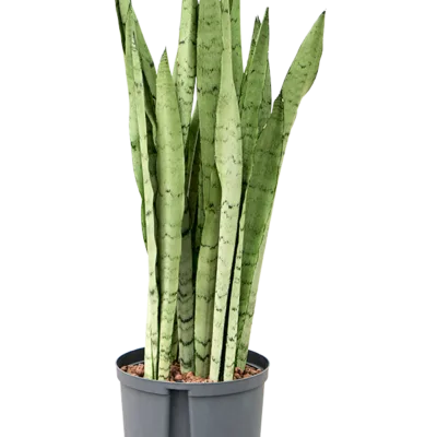 Sansevieria trifasciata 'Silver Mist' - Toef Hydrocultuur - 75