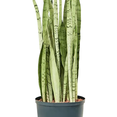 Sansevieria trifasciata 'Silver Mist' - Toef Hydrocultuur - 90