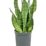 Sansevieria zeylanica 'Compacta' - Toef Hydrocultuur