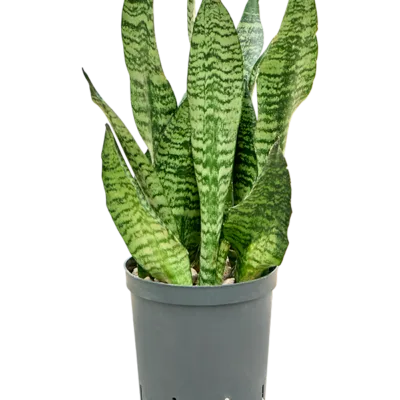 Sansevieria zeylanica 'Compacta' - Toef Hydrocultuur - 40