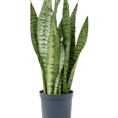 Sansevieria zeylanica - Toef Hydrocultuur - 55