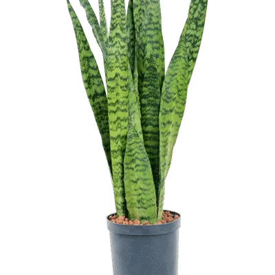 Sansevieria zeylanica - Toef Hydrocultuur - 70