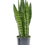 Sansevieria zeylanica - Toef Hydrocultuur