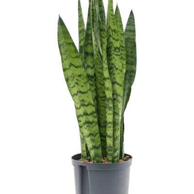 Sansevieria zeylanica - Toef Hydrocultuur - 65