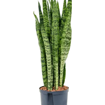 Sansevieria zeylanica - Toef Hydrocultuur - 85
