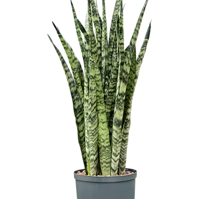 Sansevieria zeylanica - Toef Hydrocultuur - 80
