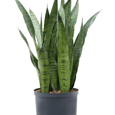 Sansevieria zeylanica - Toef Hydrocultuur - 70