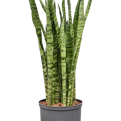 Sansevieria zeylanica - Toef Hydrocultuur - 90