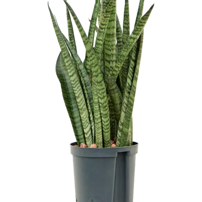 Sansevieria zeylanica 'Narrow' - Toef Hydrocultuur - 45