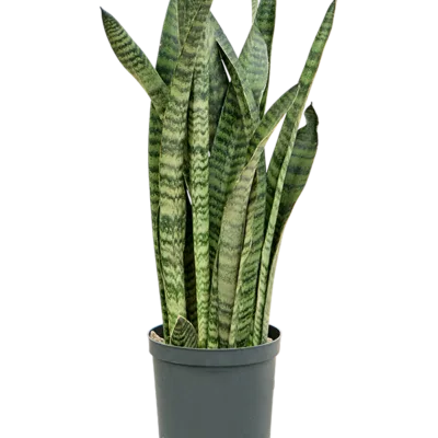 Sansevieria zeylanica 'Narrow' - Toef Hydrocultuur - 45