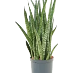 Sansevieria zeylanica 'Narrow' - Toef Hydrocultuur