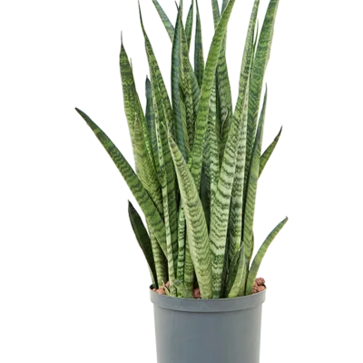 Sansevieria zeylanica 'Narrow' - Toef Hydrocultuur - 70
