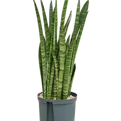 Sansevieria zeylanica 'Narrow' - Toef Hydrocultuur - 55