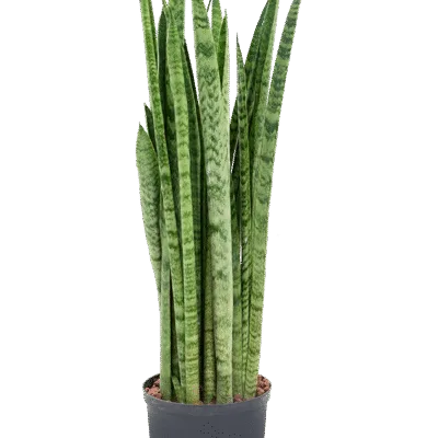 Sansevieria zeylanica 'Narrow' - Toef Hydrocultuur - 80