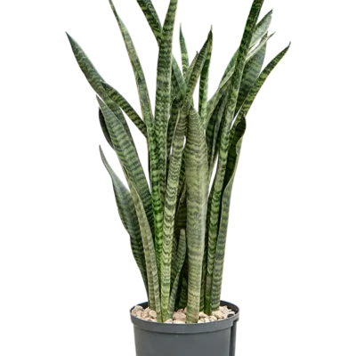 Sansevieria zeylanica 'Narrow' - Toef Hydrocultuur - 80