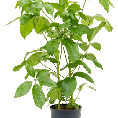 Schefflera actinophylla 'Amate' Hydrocultuur - 90cm pot 22cm