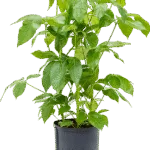 Schefflera actinophylla 'Amate' Hydrocultuur - 90cm pot 28cm