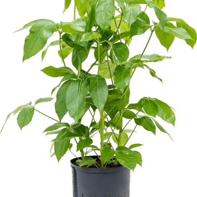 Schefflera actinophylla 'Amate' Hydrocultuur - 90cm pot 28cm