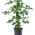 Schefflera arboricola 'Compacta' Hydrocultuur - 75cm pot 15cm