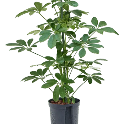 Schefflera arboricola 'Compacta' Hydrocultuur - 75cm pot 15cm