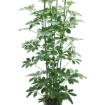 Schefflera arboricola 'Compacta' Hydrocultuur - 115cm pot 18cm