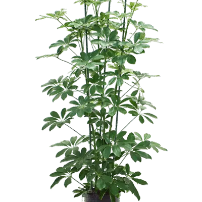 Schefflera arboricola 'Compacta' Hydrocultuur - 115cm pot 18cm