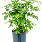 Schefflera arboricola 'Compacta' Hydrocultuur - 65cm pot 18cm