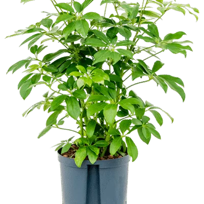 Schefflera arboricola 'Compacta' Hydrocultuur - 65cm pot 18cm