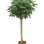 Schefflera arboricola 'Compacta' - Stam Hydrocultuur