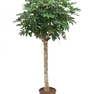 Schefflera arboricola 'Compacta' - Stam Hydrocultuur - 105