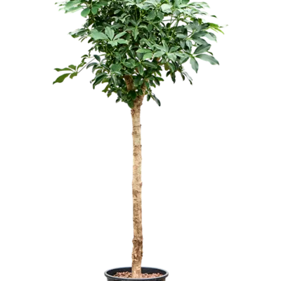 Schefflera arboricola 'Compacta' - Stam Hydrocultuur - 150