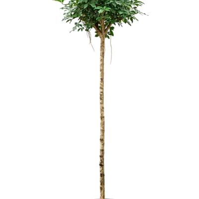 Schefflera arboricola 'Compacta' - Stam Hydrocultuur - 240