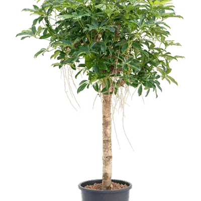 Schefflera arboricola 'Compacta' - Stam Hydrocultuur - 140