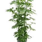 Schefflera arboricola 'Compacta' Hydrocultuur - 120cm pot 22cm