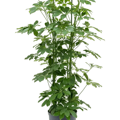 Schefflera arboricola 'Compacta' Hydrocultuur - 120cm pot 22cm