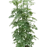 Schefflera arboricola Hydrocultuur - 150cm pot 28cm