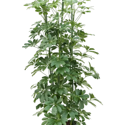 Schefflera arboricola Hydrocultuur - 150cm pot 28cm