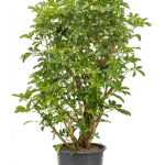 Schefflera arboricola 'Compacta' - Vertakt Hydrocultuur