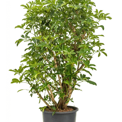 Schefflera arboricola 'Compacta' - Vertakt Hydrocultuur - 160