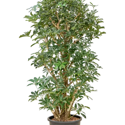 Schefflera arboricola 'Compacta' - Vertakt Hydrocultuur - 190