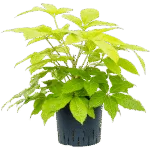 Schefflera actinophylla 'Golden Amate' Hydrocultuur - 45cm pot 22cm