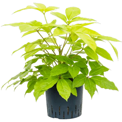 Schefflera actinophylla 'Golden Amate' Hydrocultuur - 45cm pot 22cm