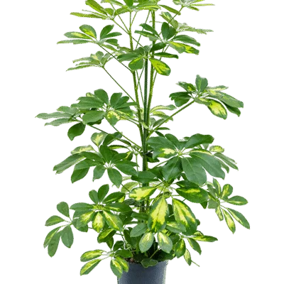 Schefflera arboricola 'Gold Capella' - 2pp Hydrocultuur - 80