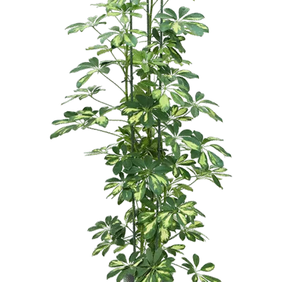 Schefflera arboricola 'Gold Capella' Hydrocultuur - 120cm pot 18cm