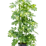 Schefflera arboricola ‘Gold Capella’ Hydrocultuur