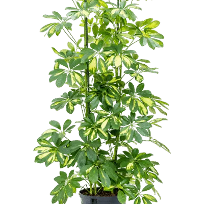 Schefflera arboricola 'Gold Capella' Hydrocultuur - 115cm pot 22cm