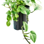 Scindapsus Hydrocultuur