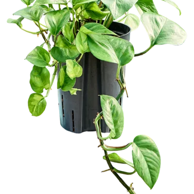 Scindapsus hydrocultuur plant