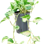 Manjula variegata Hydrocultuur - 35cm pot 15cm