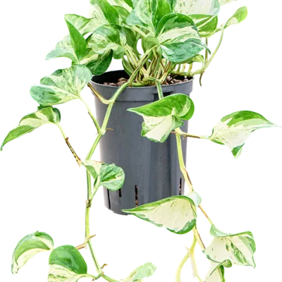 Manjula variegata Hydrocultuur - 35cm pot 15cm